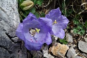 33 Campanula dell'arciduca (Campanula Scheuchzeri) 